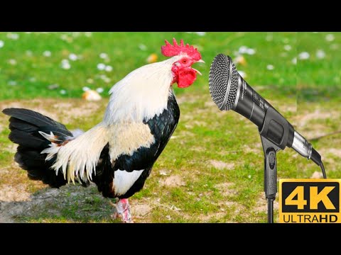 Rooster Crowing Compilation Plus | 20 Rooster Calling | Rooster crowing sounds Effect