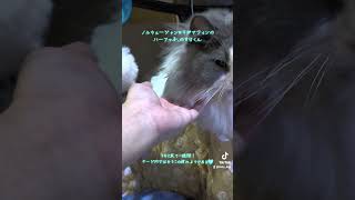 うちに来て一週間、すっかり我が物顔をしております！#ノルウェージャンフォレストキャット#ラガマフィン #ミックス猫