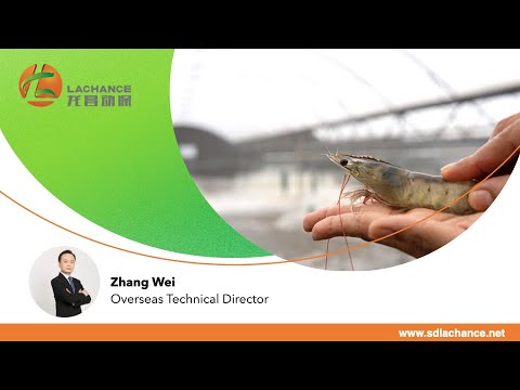 Strategies for Shrimp Disease Prevention and Growth Enhancement