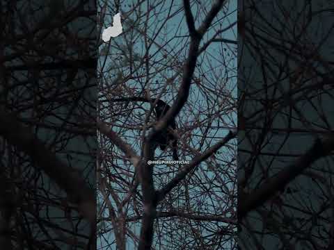 Lindas Guaribas no interior do Piauí 😍