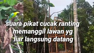 Download lagu pikat cucak ranting gacor gak lama yg liar melawan turun, cocok masteran burung bahan calon pikat mp3