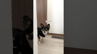 犬、朝ごはんまだですか？  #犬との暮らし #chihuahua #dog