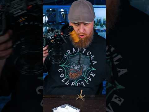 It's always going down with spider & scorpion filming!