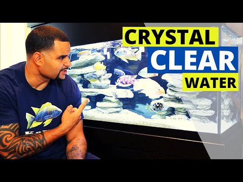 Your Aquarium Doesn't Have to Be Cloudy - Simple Fixes