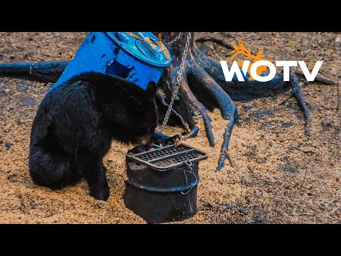 Saskatchewan Black Bear Hunt