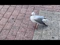 Seagull With A Dropped Wing This Is Droopy