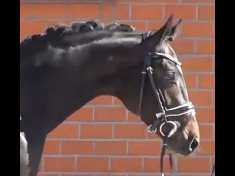 2017 Hanoverian stallion by FINNIGAN (Floriscount - Don Schufro - Rubinstein)