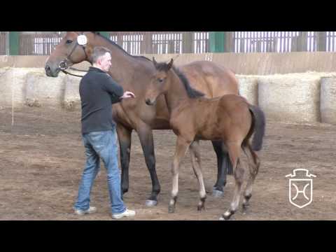 SL062 Hengstfohlen von Diarado - Landos - Cassini II