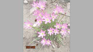 Download lagu CROSS BOTTOM  - SEPENGGAL KISAH LALU LIRIK mp3