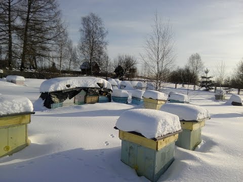 Февраль на пасеке.  Скоро весна. Проверям ход зимовки, пополняем корма