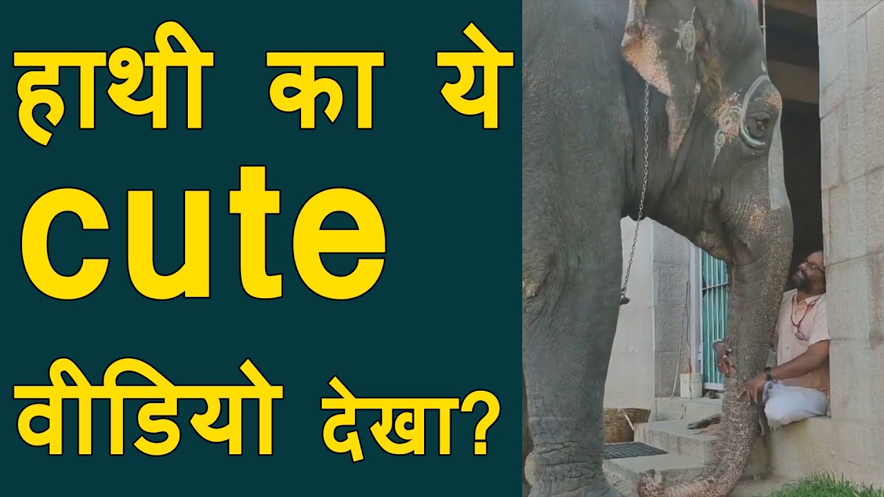 Adorable video of elephant complaining about people taking her pics | Elephant VIRAL VIDEO