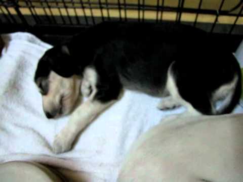 Basheer pups' siesta mode