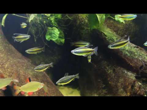 Blue Eyed Congo Tetra - Phenacogrammus aurantiacus - Lefini River