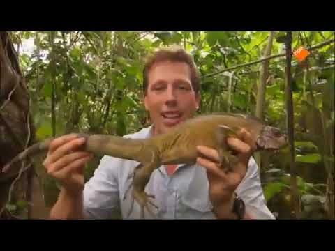 Freeks wilde wereld  Groene Leguaan Panstermeerval