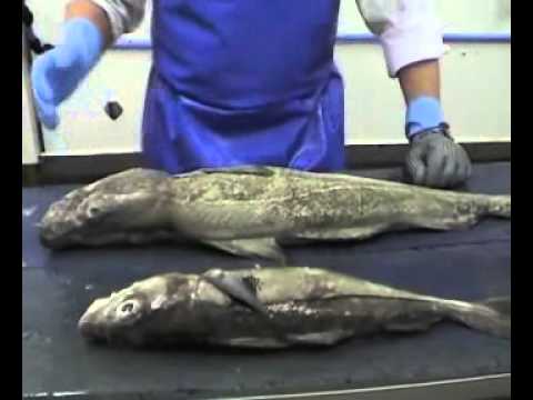 download lagu mp3 mp4 Cod Or Haddock, download lagu Cod Or Haddock gratis, unduh video klip Cod Or Haddock