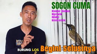 Download lagu SOGON CUMA NGERIWIK CUMA KUMUR KUMUR CUMA KEMRECEK, BEGINI SOLUSINYA mp3