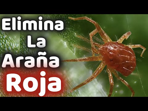 , title : 'Elimina La Arañuela Roja FACIL || TEMIBLE plaga que ACABA con tu PLANTA'