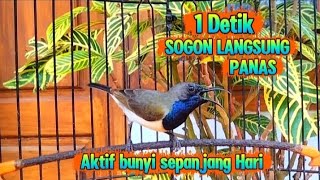 Download lagu SOGON Gacor nembak nembak penuh emosi paling jitu buat pancingan SOGON pemalas dan susah bunyi mp3