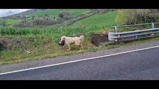 ecco-chi-rimuove-i-birilli-lungo-la-90-bis