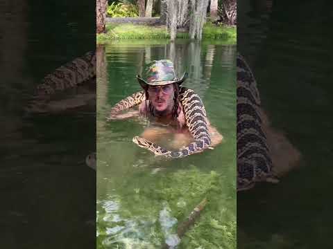 Swimming with GIANT Hybrid RATTLESNAKE 🔥🤠 #shorts #florida #snake @ChandlersWildLife