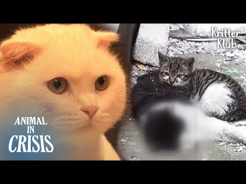 A New Cat Appeared To A Kitten Who Had Protected Her Dead Dad (Part 2) | Animal in Crisis EP116