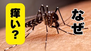 蚊はなぜ“刺されやすい人”がわかるのか？痛くない理由も解説