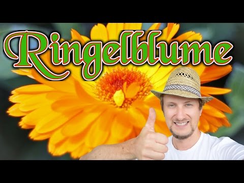 , title : 'Ringelblumen Aussaat ★ Schritt für Schritt Balkon Garten Anleitung'