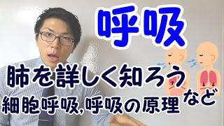 【中学理科】2-6 呼吸～具体的に呼吸運動を理解しよう～【中２理科】