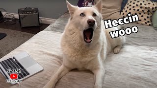 Husky Howls to the Talking Dogs on YouTube