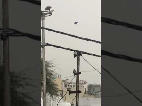 Kite Flying 2025 | Kite Fighting Vlog | Patang Ki Video | Yogesh 01