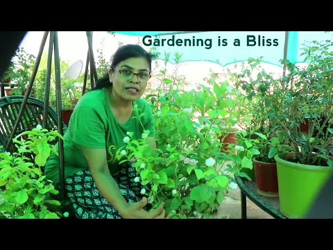 Get lots of Jasmine flowers, Mogra Video