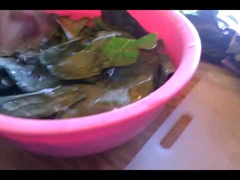Preparing Bearded Dragon Greens