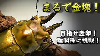 [産卵セット割り出し]難関種への挑戦[ローゼンベルグオウゴンオニクワガタ]