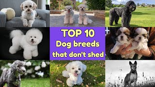 TOP 10 DOG BREEDS THAT DON'T SHED OR SMELL | HYPOALLERGENIC DOGS LIST