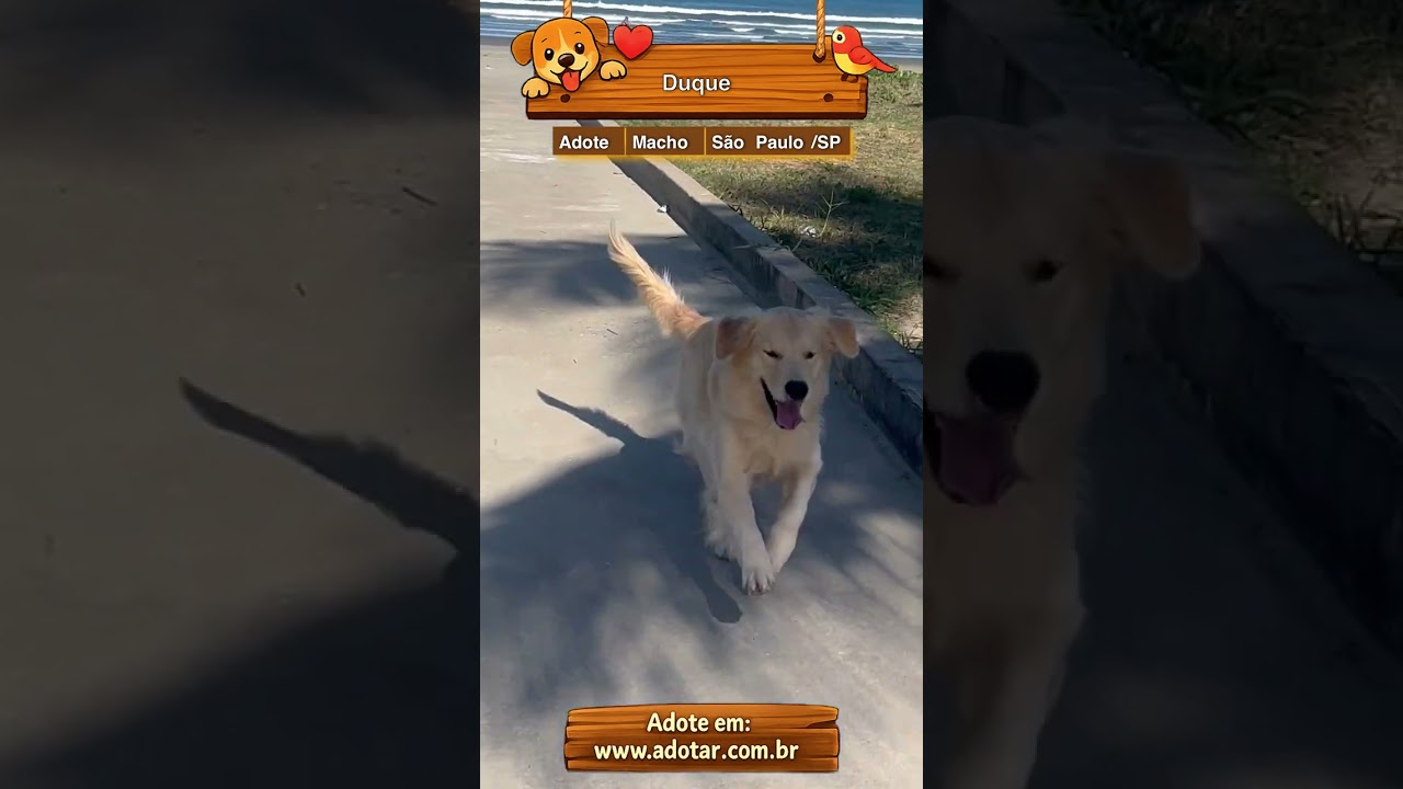 Cachorro raça Labrador idade 1 ano nome Duque 