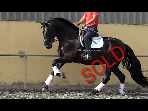 Spanish horse for Sale | **SOLD** Black Andalusian PRE stallion 2016 - 1,69 m | #MP461