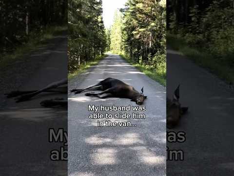 Stay tuned for updates ❤️ #wholesome #animals #animal #nature