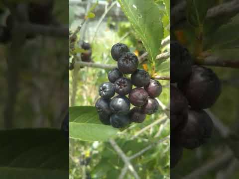アロニア・マラノカルパの植え付けのヒント