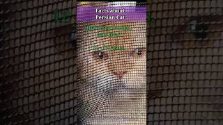 Facts about Persian Cats ❤️ #persian #cat #animals #viral #trending #garfield #loveforanimals #breed