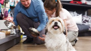 Havanese Health: Coping with Allergies and Sensitivities PART 2