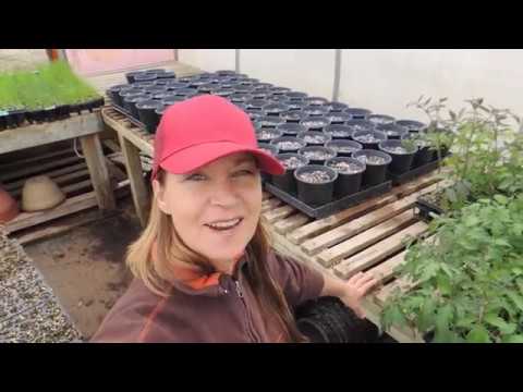 download lagu mp3 mp4 Tomato Plants For Sale, download lagu Tomato Plants For Sale gratis, unduh video klip Tomato Plants For Sale