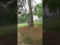 cutting a "bull" pine more videos @tractorjeb