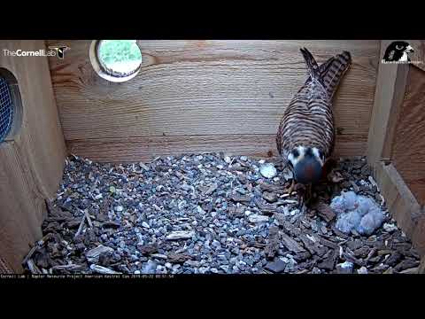 Female Kestrel Rises To Feed Four Hatchlings – May 22, 2019