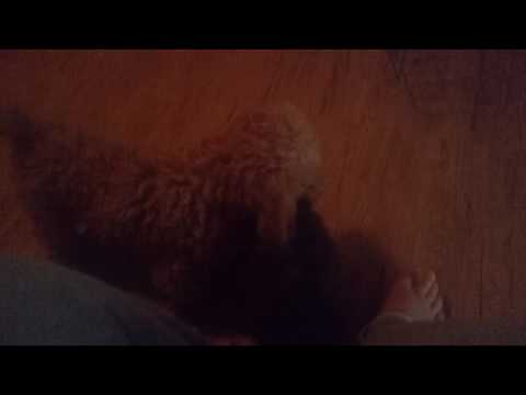 Dog wrestling!!🐩vs🐩/the black or dark brown dog was a guy and the light brown is a girl