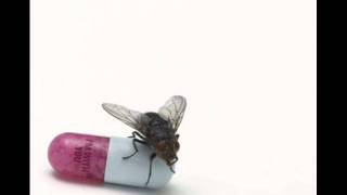 red hot chilli peppers - the adventures of rain dance Maggie with lyrics