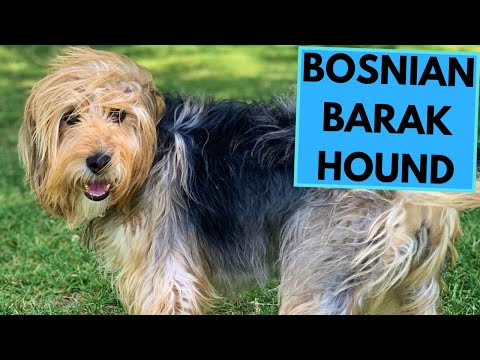 , title : 'Barak Hound - Bosnian Coarse Haired Hound - Facts and Information'