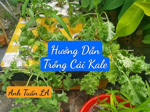 , title : 'Hướng dẫn trồng cải xoăn Kale | Trồng cải Kale thủy canh và thổ canh (Ươm hạt) | Vườn Công Sở'