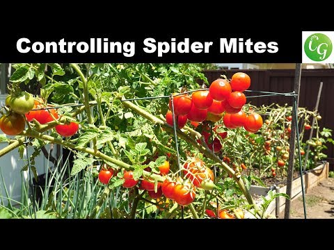 , title : 'How to control spider mites in your garden - Tomato & Eggplant Spider Mite Control'