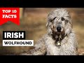 Irish Wolfhound Top 10 Facts