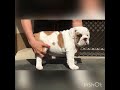 English Bulldog puppy for sale